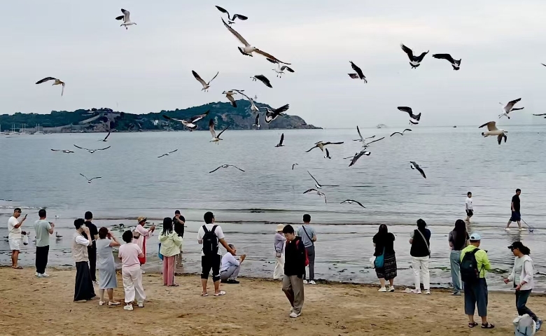 蓬莱 海鸥飞