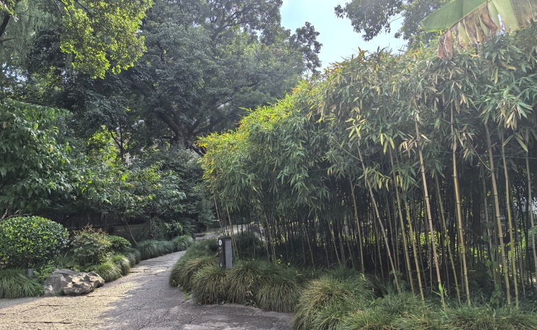 绍兴竹林